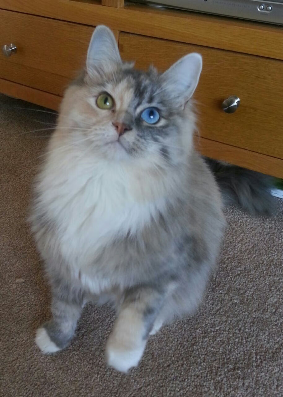 -“夜幕追逐：黑夜中的极速追击”，夜幕追击通关技巧