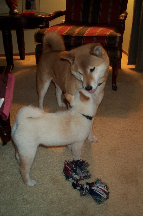 fb体育平台安全-上海队积极引援，迎战2025年总决赛，上海队比赛视频