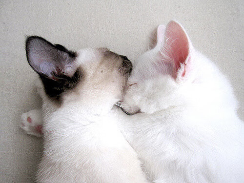 FBSPORTS-国家游泳队训练成果显著,成绩节节攀升,国家游泳队训练管理信息系统