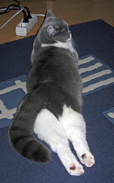 FBSPORTS-国际滑联认可新动作，中国花滑组合创新成功，国际滑联花样滑冰大奖赛