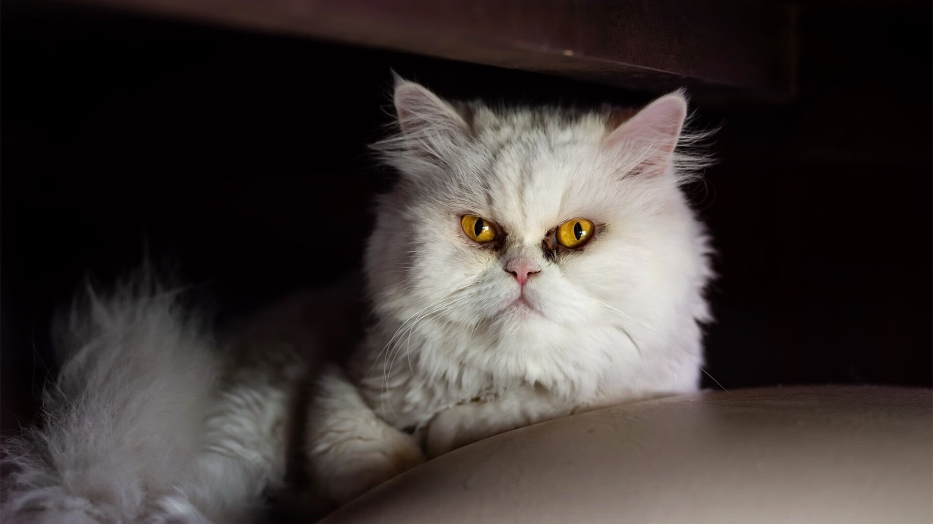 FB体育登录入口-巴西队在2024年南美锦标赛中获得男子和女子反曲弓金牌