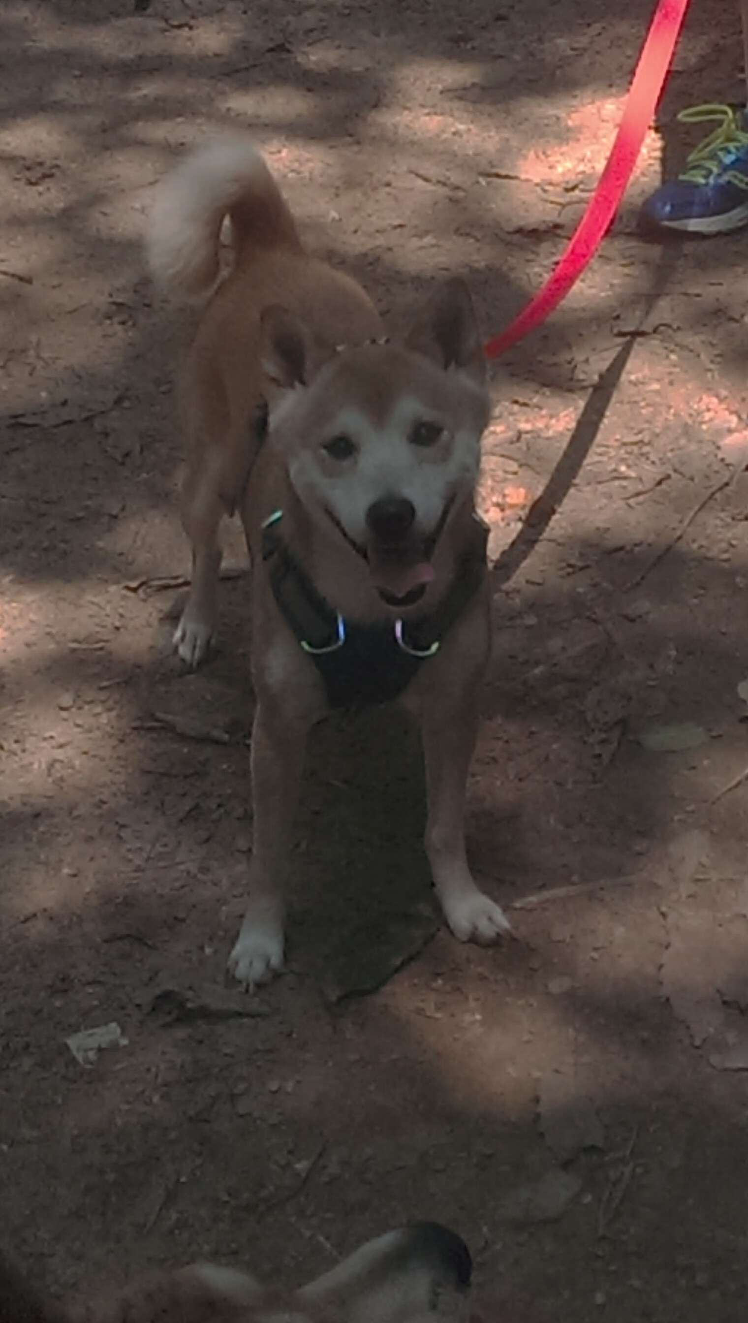 fb体育app官网-LCS常规赛收官战局分析,lcs联赛