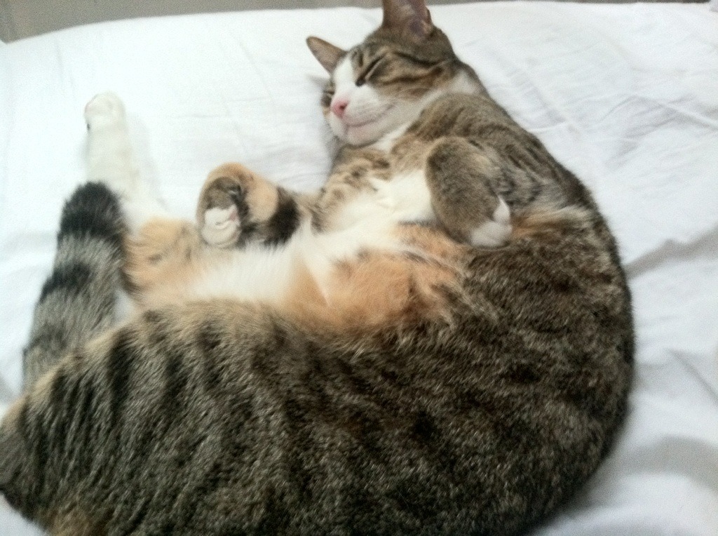 FB体育在线-凯尔特人进攻爆发赢下关键战，凯尔特人进攻爆发赢下关键战术