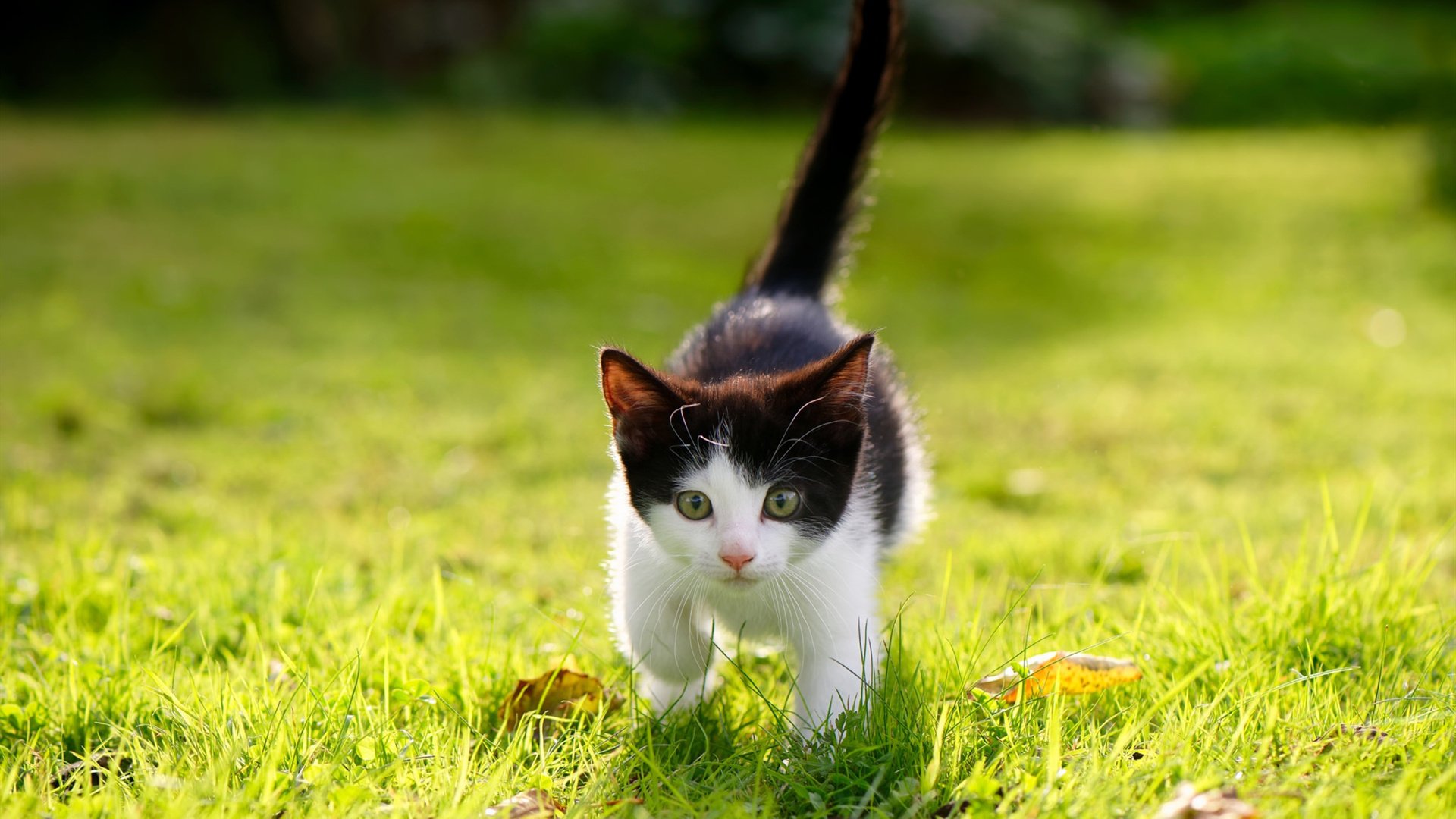 -中国篮球联赛赛事运营管理模式研究,篮球赛事组织与管理