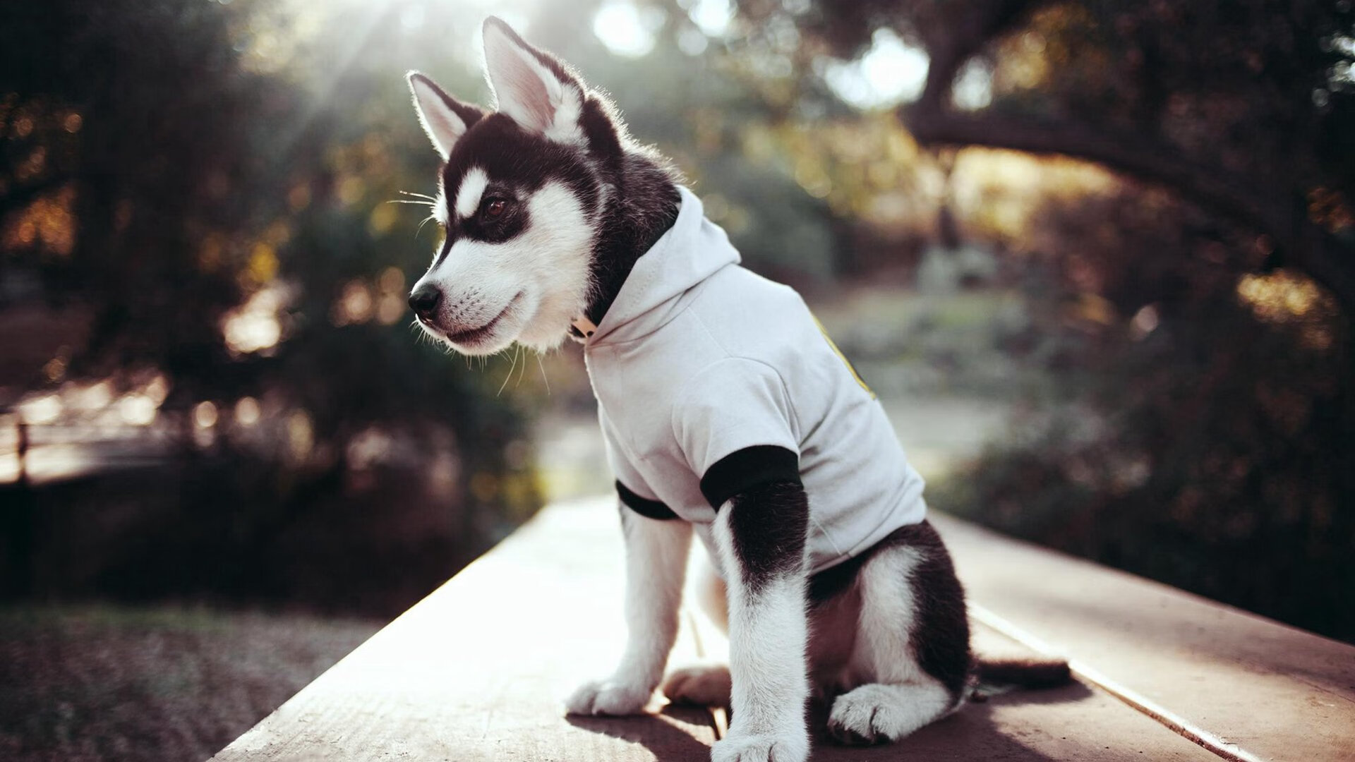 -体育产业技术创新平台,体育产业服务系统