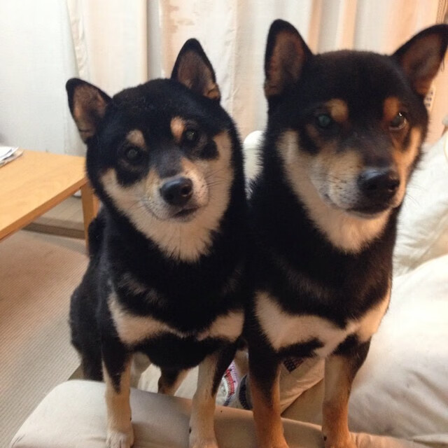 FB体育官方-“世界顶尖泳者齐聚新加坡,2025游泳锦标赛备受瞩目”